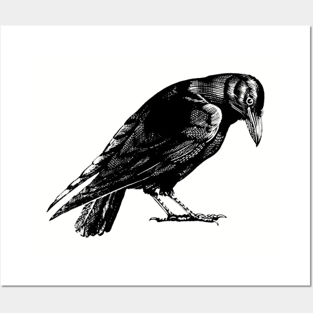 Curious Crow or Raven Wall Art by Pixelchicken